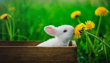 kaiyun官方入口登录-瑞·弗兰：全黑队的“防守专家”，每一次关键拦截都帮助球队稳住局面