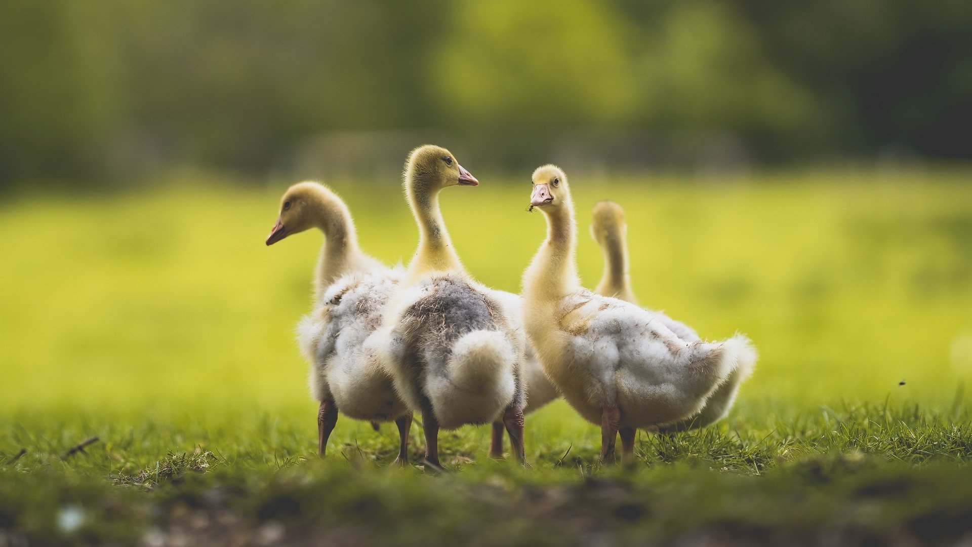 2024年NBA海外比赛计划正式公布，全球球迷欢呼，2025年nba