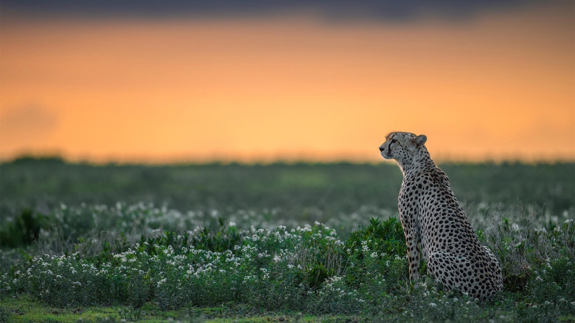 KAIYUN 中国大陆-东京奥组委被爆财务黑洞，审计报告引争议，东京奥组委将退约60万张票