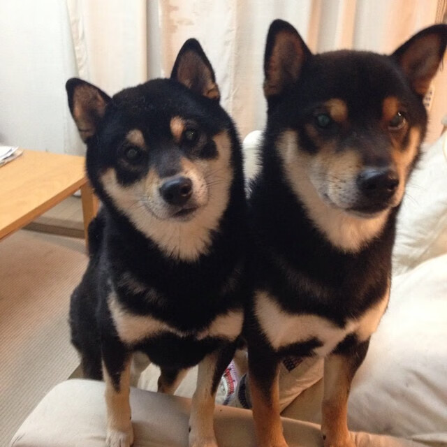 kaiyun.com-女子体操世界冠军退役，开启公益教练生涯，女子体操 冠军