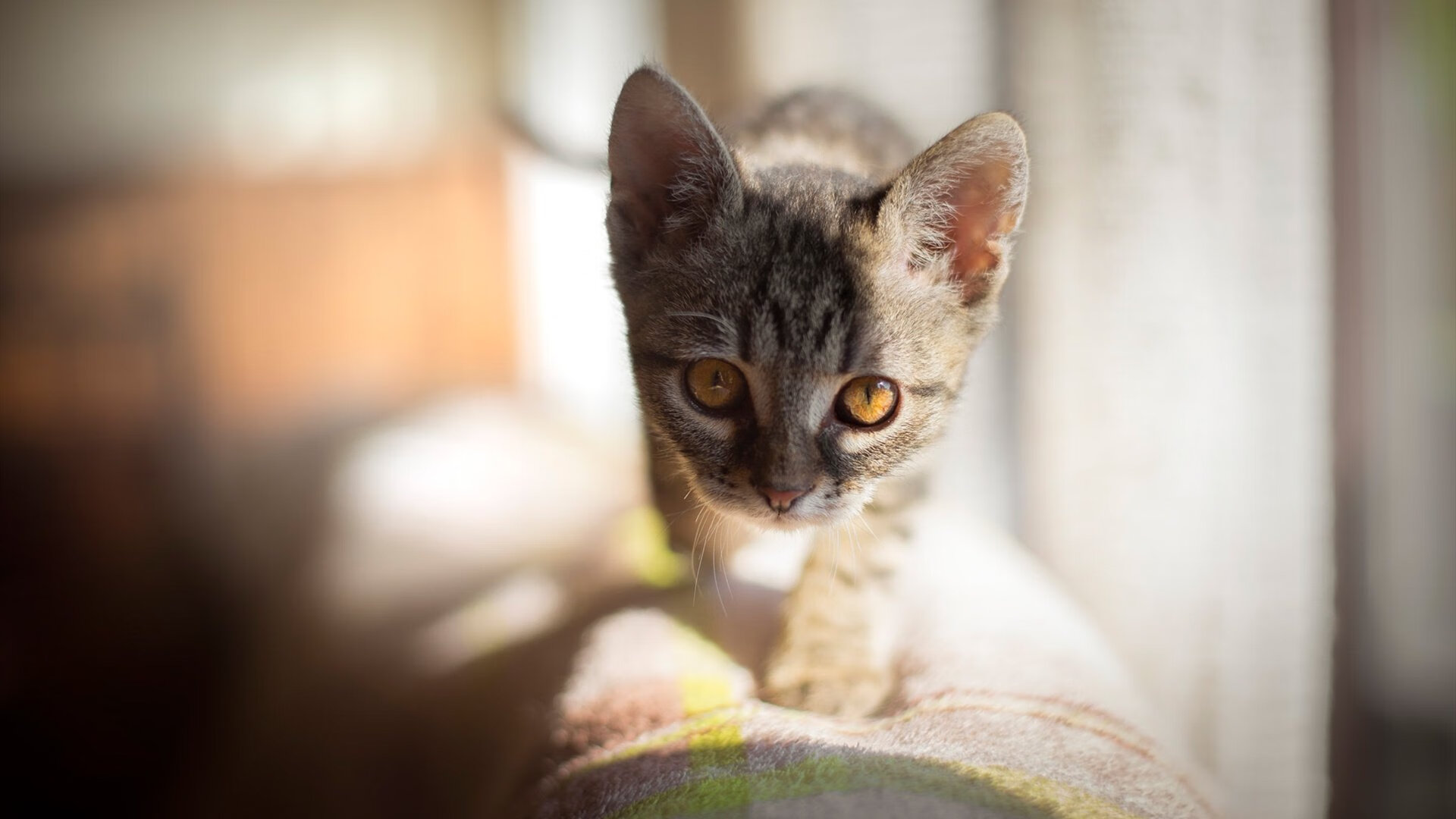 普拉提与功能性训练结合,推出新型课程,普拉提基本功