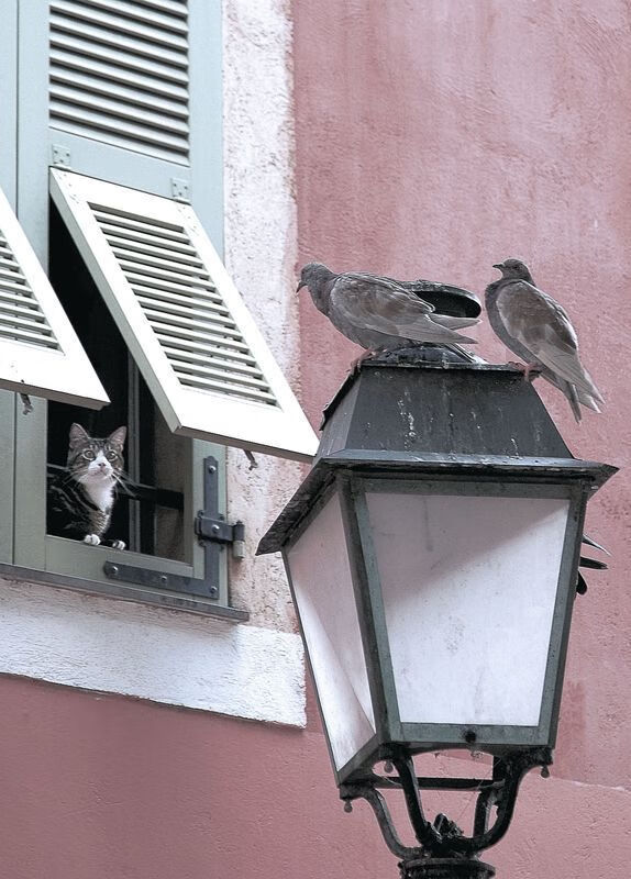 瑞士男足在巴黎奥运会比赛中获得银牌,创历史,瑞士男足世界排名