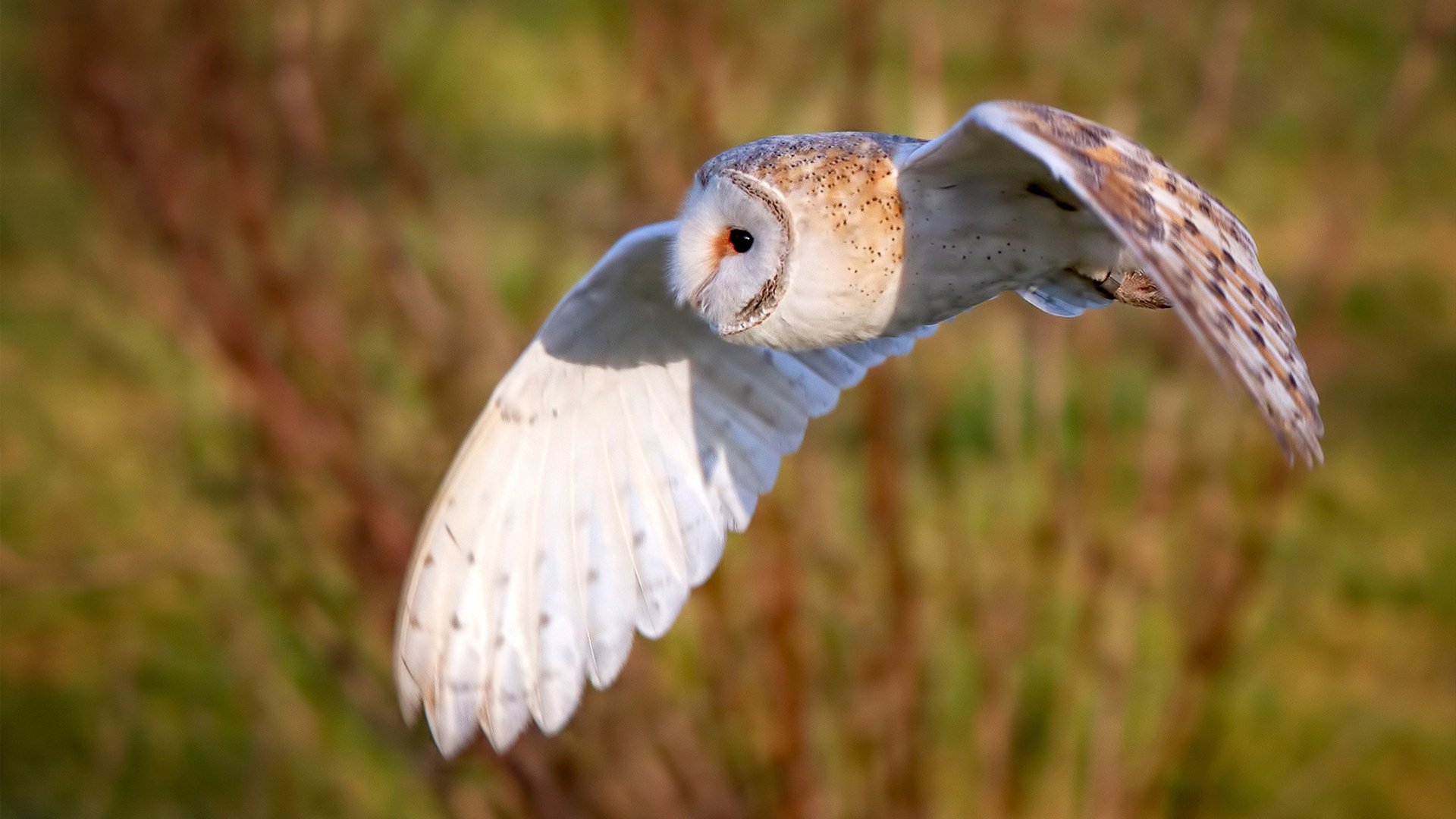 费城76人“新英雄”恩比德,带领球队再创佳绩!,费城76人简介