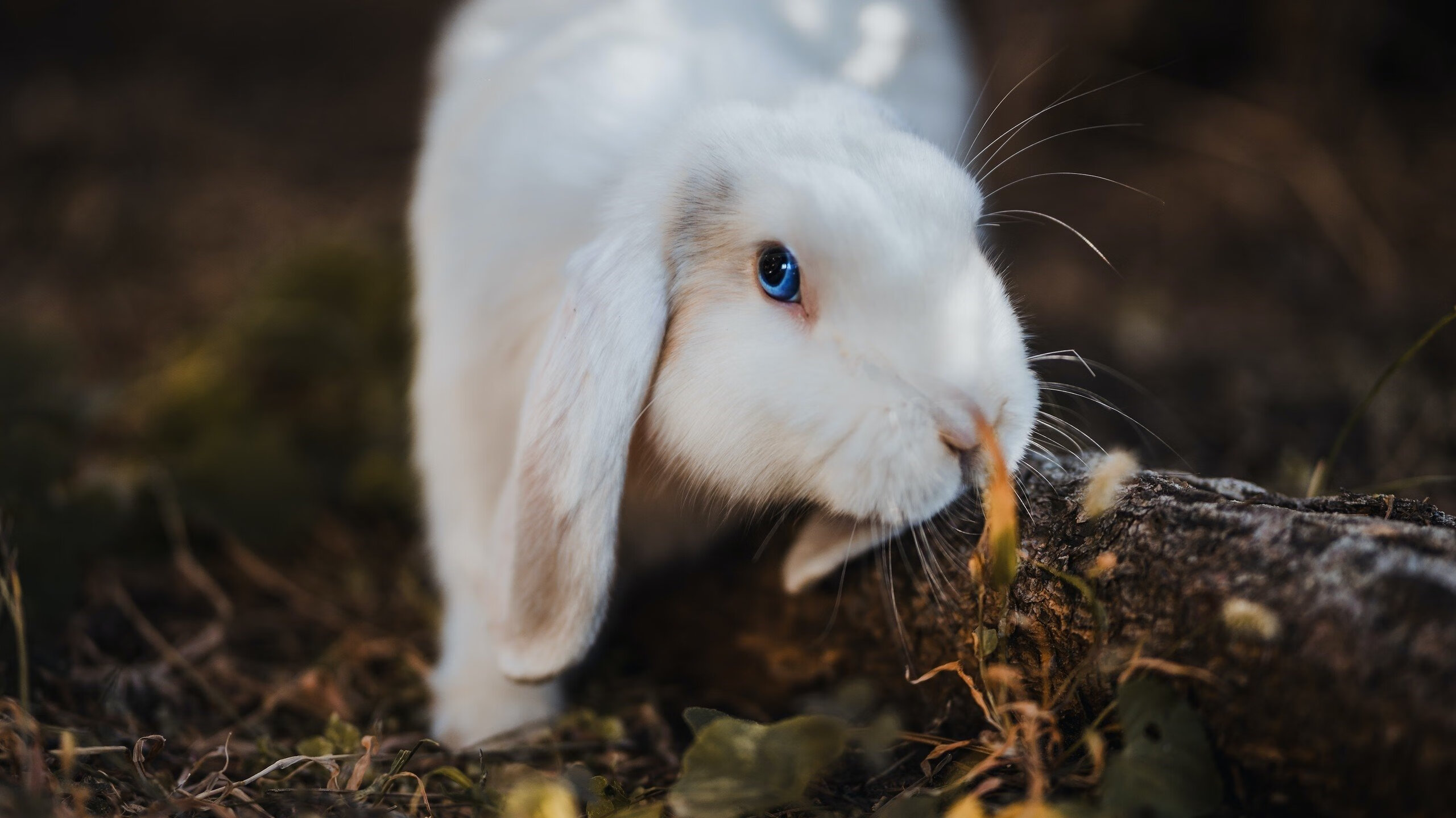 中超俱乐部投资环境改善,助力职业化,中超俱乐部管理体制