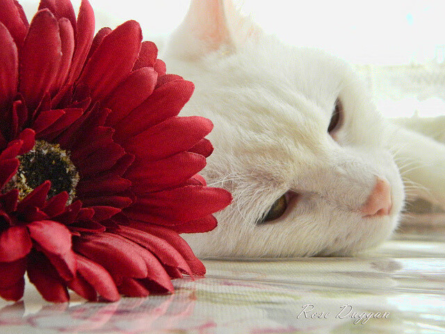 Kaiyun(中国)开云-北京中赫国安锋矢铿锵，争取晋级八强，北京中赫国安最新新闻