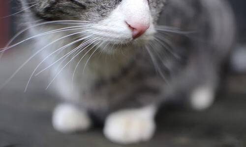 kaiyun体育综合-国安锋线进攻火力全开，击溃对手防线反超积分榜