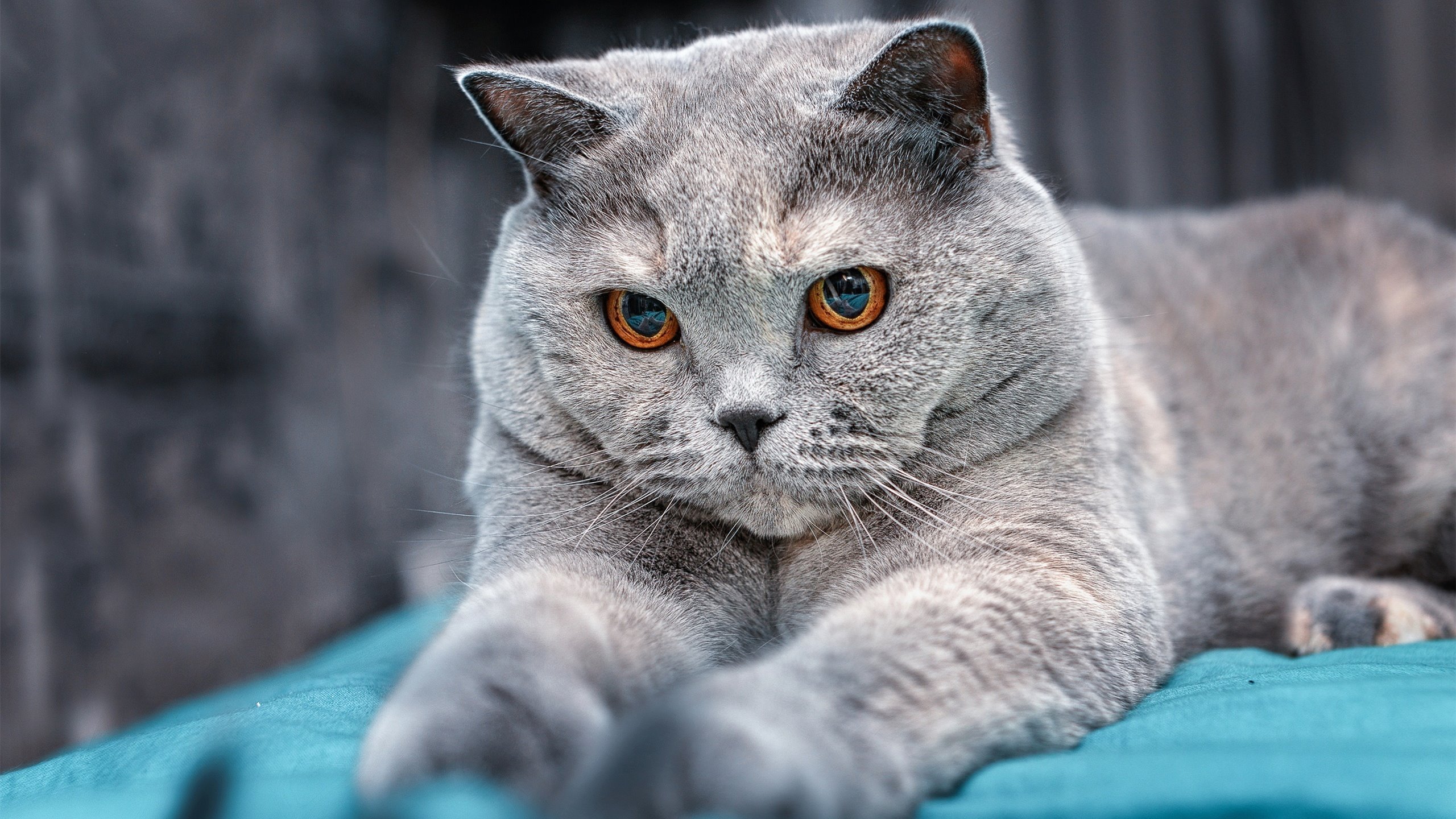 开云体育APP下载-奥地利国家队惊险胜出，小组赛晋级欧洲杯，奥地利球队欧战名额