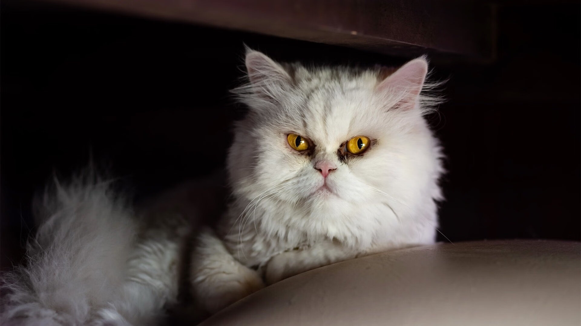 日本媒体盛赞墨西哥队:南方球队的奇迹,日本队墨西哥足球哪个强