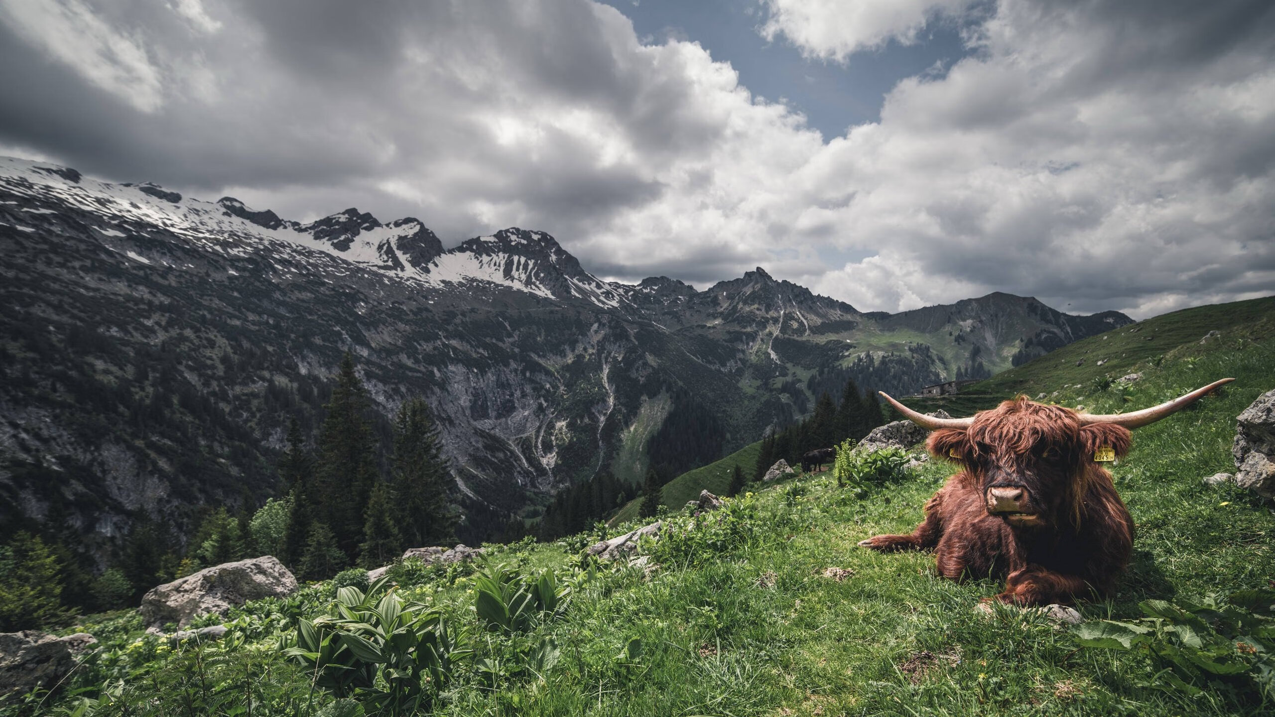 曼斯菲尔德客场表现顽强,野马军团力争突破,曼斯菲尔德的一生