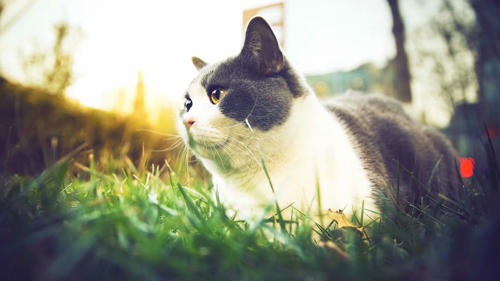 查尔顿是否能打破升级无望的尴尬周期,查尔顿融合