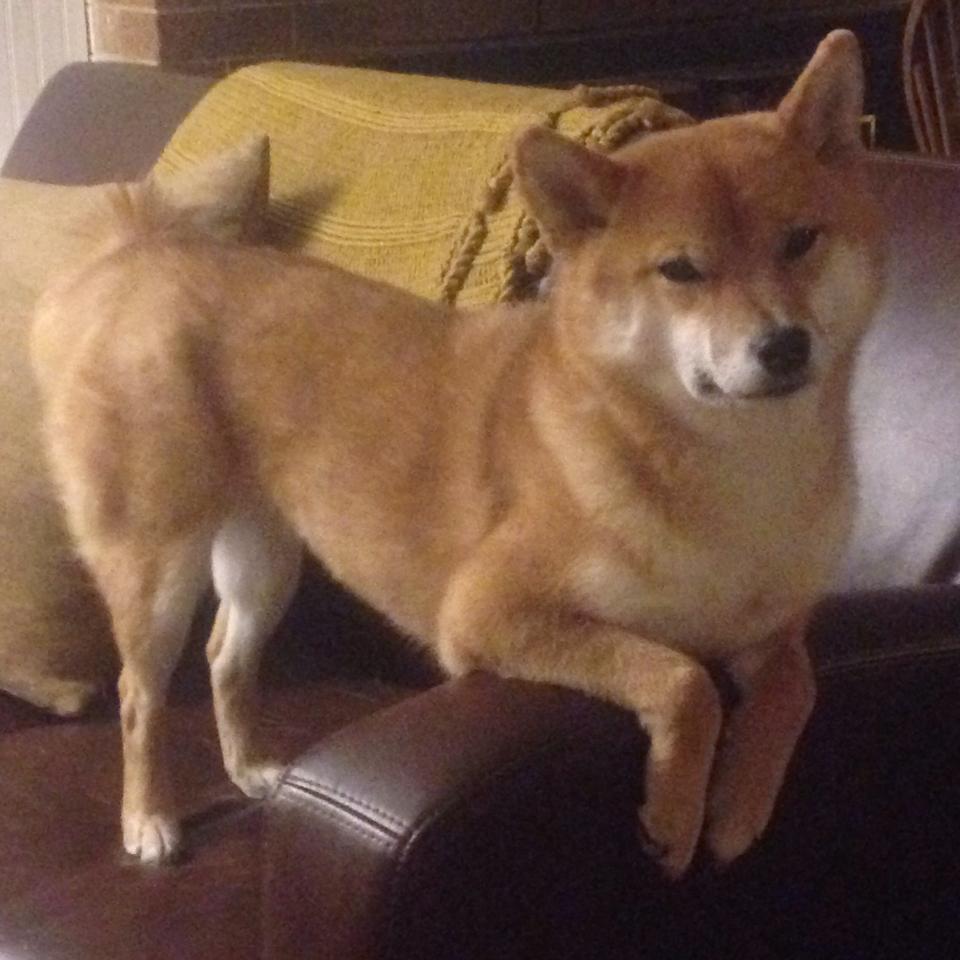 桑托斯防守端稳固提升，桑托斯近期战绩