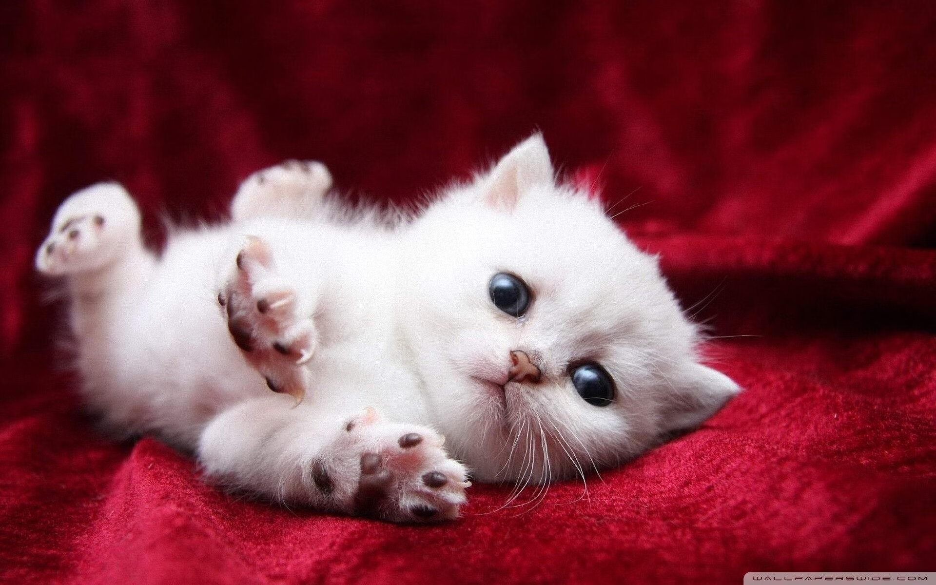 男篮世预赛开门红，赵睿三分连发锁定胜局，赵睿男篮世界杯