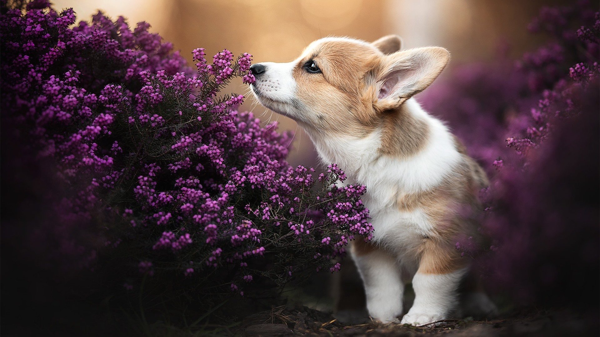 开云体育-体育数字版权管理平台搭建与法律保护机制研究，2021pp体育版权