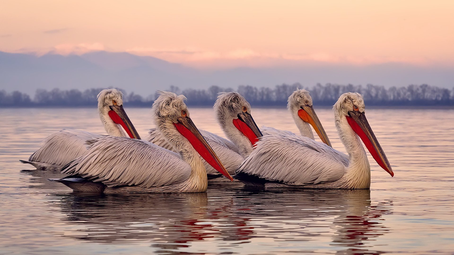 全国跳水精英赛小将频出佳绩,2021全国跳水锦标赛视频