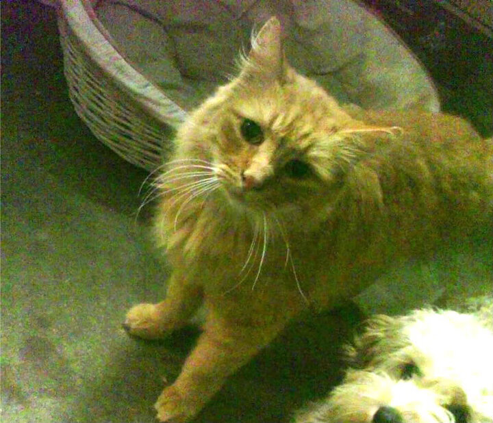 开云·体育官网-丁俊晖提议设立青少年桌球培养体系，桌球大神丁俊辉